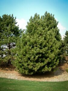 Сосна Чёрная (Pinus Nigra) купить по цене от 270.00р. в интернет-магазине «Посадика» с доставкой почтой в в Оленегорске и по всей России – [изображение №1].