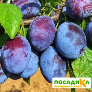 Слива Чачакская ранняя купить по цене от 229.00р. в интернет-магазине «Посадика» с доставкой почтой в в Оленегорске и по всей России – [изображение №1].