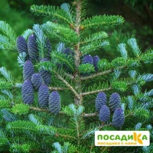 Пихта корейская (Abies koreana) купить по цене от 450.00р. в интернет-магазине «Посадика» с доставкой почтой в в Оленегорске и по всей России – [изображение №1].