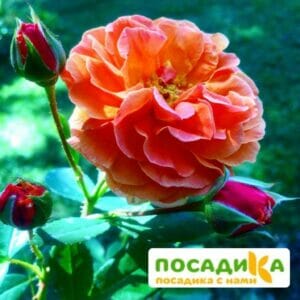 Роза Арабия купить по цене от 350.00р. в интернет-магазине «Посадика» с доставкой почтой в в Оленегорске и по всей России – [изображение №1].