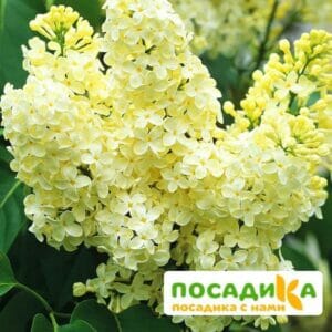 Сирень Примроуз (Primrose) купить по цене от 529.00р. в интернет-магазине «Посадика» с доставкой почтой в в Оленегорске и по всей России – [изображение №1].