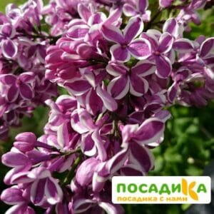 Сирень Сенсация купить по цене от 529.00р. в интернет-магазине «Посадика» с доставкой почтой в в Оленегорске и по всей России – [изображение №1].