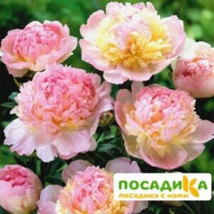 Пион Распберри Сандей (Paeonia Raspberry Sundae) купить по цене от 959р. в интернет-магазине «Посадика» с доставкой почтой в в Оленегорске и по всей России – [изображение №1].