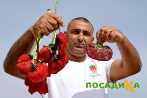 Клубника Гигант Джорнея купить по цене от 266р. в интернет-магазине «Посадика» с доставкой почтой в в Оленегорске и по всей России – [изображение №1].