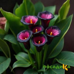 Калла Аура Лейс купить по цене от 400р. в интернет-магазине «Посадика» с доставкой почтой в в Оленегорске и по всей России – [изображение №1].