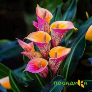 Калла Оникс купить по цене от 450р. в интернет-магазине «Посадика» с доставкой почтой в в Оленегорске и по всей России – [изображение №1].