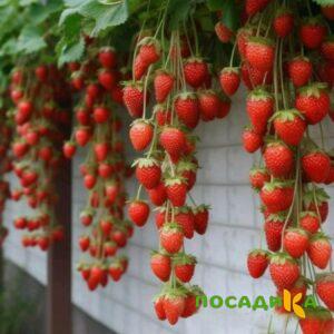 Клубника вьющаяся Комплимент купить по цене от 470р. в интернет-магазине «Посадика» с доставкой почтой в в Оленегорске и по всей России – [изображение №1].