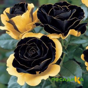 Роза Ханни Сикл купить по цене от 700р. в интернет-магазине «Посадика» с доставкой почтой в в Оленегорске и по всей России – [изображение №1].