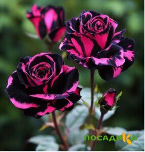 Роза Багровый Шепот купить по цене от 366р. в интернет-магазине «Посадика» с доставкой почтой в в Оленегорске и по всей России – [изображение №1].