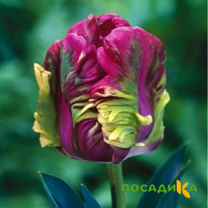 Тюльпан Экзотик Хэвен купить по цене от 186р. в интернет-магазине «Посадика» с доставкой почтой в в Оленегорске и по всей России – [изображение №1].