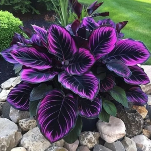 Хоста Люминоза купить по цене от 450р. в интернет-магазине «Посадика» с доставкой почтой в в Оленегорске и по всей России – [изображение №1].