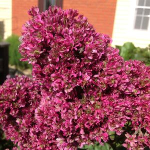 Флокс Филингс купить по цене от 329р. в интернет-магазине «Посадика» с доставкой почтой в в Оленегорске и по всей России – [изображение №1].