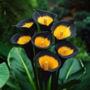 Калла Легато купить по цене от 620р. в интернет-магазине «Посадика» с доставкой почтой в в Оленегорске и по всей России – [изображение №1].