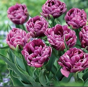 Тюльпан Айс Крим купить по цене от 430р. в интернет-магазине «Посадика» с доставкой почтой в в Оленегорске и по всей России – [изображение №1].