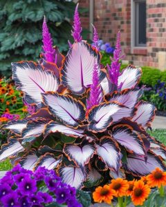 Хоста Кримэн Дрим купить по цене от 549р. в интернет-магазине «Посадика» с доставкой почтой в в Оленегорске и по всей России – [изображение №1].