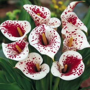 Калла Эмпайр купить по цене от 302р. в интернет-магазине «Посадика» с доставкой почтой в в Оленегорске и по всей России – [изображение №1].