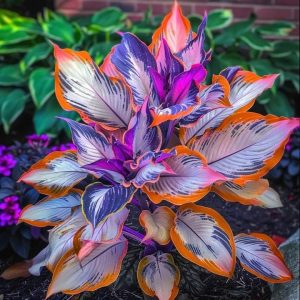 Хоста Эмеральд Тиара купить по цене от 602р. в интернет-магазине «Посадика» с доставкой почтой в в Оленегорске и по всей России – [изображение №1].