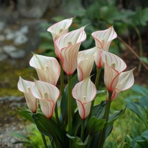 Калла Глейшер купить по цене от 299р. в интернет-магазине «Посадика» с доставкой почтой в в Оленегорске и по всей России – [изображение №1].