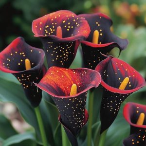 Калла Нуар купить по цене от 299р. в интернет-магазине «Посадика» с доставкой почтой в в Оленегорске и по всей России – [изображение №1].