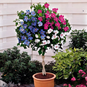 Гибискус-Дерево Триколор купить по цене от 289р. в интернет-магазине «Посадика» с доставкой почтой в в Оленегорске и по всей России – [изображение №1].