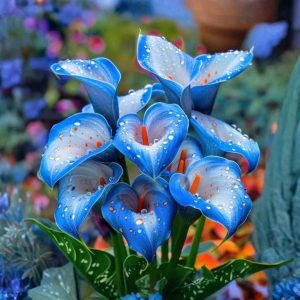 Калла Портрейт купить по цене от 292р. в интернет-магазине «Посадика» с доставкой почтой в в Оленегорске и по всей России – [изображение №1].