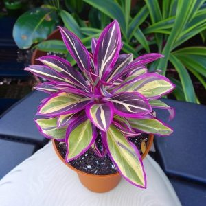 Хоста Сильвер Стик купить по цене от 650р. в интернет-магазине «Посадика» с доставкой почтой в в Оленегорске и по всей России – [изображение №1].