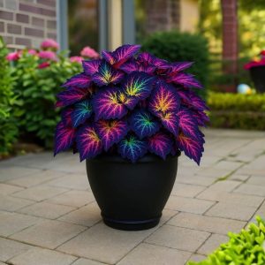 Хоста Фрости Блю купить по цене от 389р. в интернет-магазине «Посадика» с доставкой почтой в в Оленегорске и по всей России – [изображение №1].