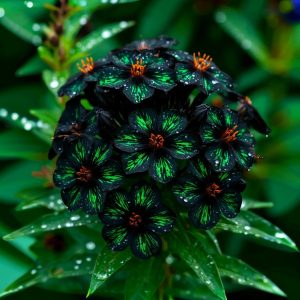 Флокс Ривьера купить по цене от 299р. в интернет-магазине «Посадика» с доставкой почтой в в Оленегорске и по всей России – [изображение №1].