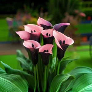 Калла Энигма купить по цене от 291р. в интернет-магазине «Посадика» с доставкой почтой в в Оленегорске и по всей России – [изображение №1].