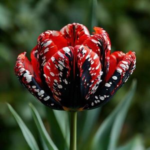 Тюльпан Вельвет Файер купить по цене от 394р. в интернет-магазине «Посадика» с доставкой почтой в в Оленегорске и по всей России – [изображение №1].