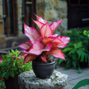 Хоста Розовая Симфония купить по цене от 800р. в интернет-магазине «Посадика» с доставкой почтой в в Оленегорске и по всей России – [изображение №1].