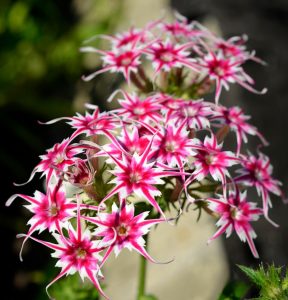 Флокс Метельчатый Путь купить по цене от 456р. в интернет-магазине «Посадика» с доставкой почтой в в Оленегорске и по всей России – [изображение №1].