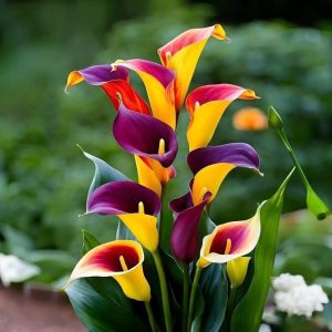 Калла Кристалл купить по цене от 450р. в интернет-магазине «Посадика» с доставкой почтой в в Оленегорске и по всей России – [изображение №1].