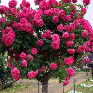 Роза Версаля купить по цене от 232р. в интернет-магазине «Посадика» с доставкой почтой в в Оленегорске и по всей России – [изображение №1].