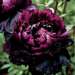 Пион Темный Сад купить по цене от 421р. в интернет-магазине «Посадика» с доставкой почтой в в Оленегорске и по всей России – [изображение №1].