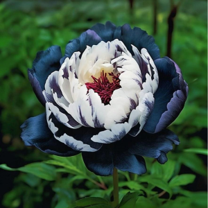 Пион Древовидный Инь-Янь купить по цене от 419р. в интернет-магазине «Посадика» с доставкой почтой в в Оленегорске и по всей России – [изображение №1].