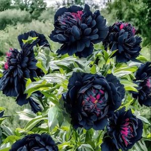 Пион древовидный Сердце Афродиты купить по цене от 600р. в интернет-магазине «Посадика» с доставкой почтой в в Оленегорске и по всей России – [изображение №1].