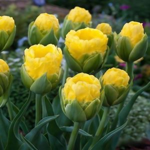 Тюльпан махровый Ванила Коп купить по цене от 159р. в интернет-магазине «Посадика» с доставкой почтой в в Оленегорске и по всей России – [изображение №1].