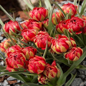 Тюльпан Ап Пинк купить по цене от 390р. в интернет-магазине «Посадика» с доставкой почтой в в Оленегорске и по всей России – [изображение №1].