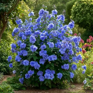 Гибискус Сансет Блоссом купить по цене от 248р. в интернет-магазине «Посадика» с доставкой почтой в в Оленегорске и по всей России – [изображение №1].