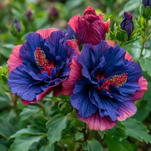 Гибискус Роуз Шайн купить по цене от 360р. в интернет-магазине «Посадика» с доставкой почтой в в Оленегорске и по всей России – [изображение №1].