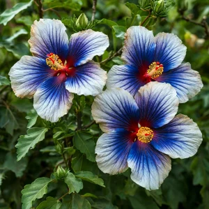 Гибискус Илюжн Вилью купить по цене от 259р. в интернет-магазине «Посадика» с доставкой почтой в в Оленегорске и по всей России – [изображение №1].