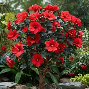 Гибискус Миднайт Роуз купить по цене от 269р. в интернет-магазине «Посадика» с доставкой почтой в в Оленегорске и по всей России – [изображение №1].