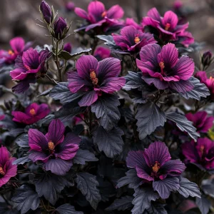 Гибискус Корал Чарм купить по цене от 271р. в интернет-магазине «Посадика» с доставкой почтой в в Оленегорске и по всей России – [изображение №1].