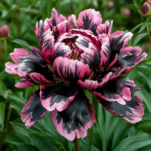 Пион Дроп Руби купить по цене от 469р. в интернет-магазине «Посадика» с доставкой почтой в в Оленегорске и по всей России – [изображение №1].