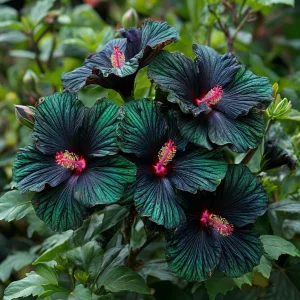 Гибискус Пикок Плюм купить по цене от 490р. в интернет-магазине «Посадика» с доставкой почтой в в Оленегорске и по всей России – [изображение №1].