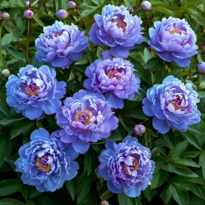 Пион Голубой лотос купить по цене от 590р. в интернет-магазине «Посадика» с доставкой почтой в в Оленегорске и по всей России – [изображение №1].