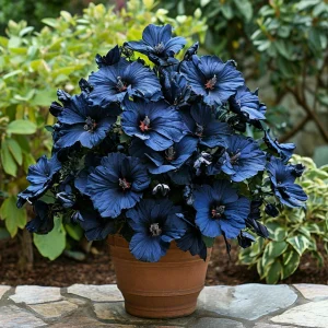 Гибискус Селестиал Флейм купить по цене от 326р. в интернет-магазине «Посадика» с доставкой почтой в в Оленегорске и по всей России – [изображение №1].