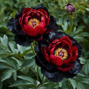 Пион Эбеновый Рубин купить по цене от 419р. в интернет-магазине «Посадика» с доставкой почтой в в Оленегорске и по всей России – [изображение №1].