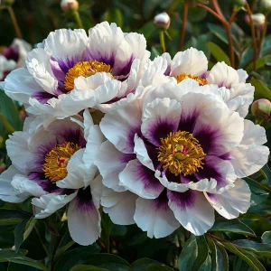 Пион Эко Саммер купить по цене от 548р. в интернет-магазине «Посадика» с доставкой почтой в в Оленегорске и по всей России – [изображение №1].